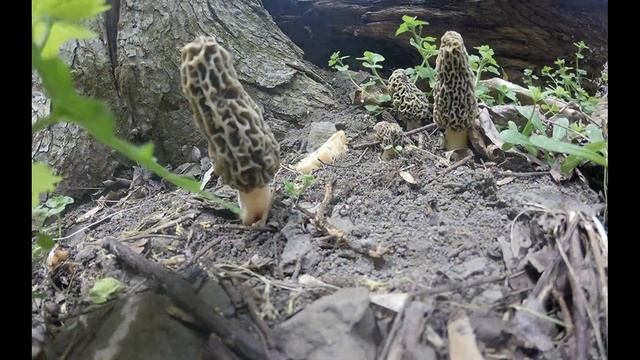 Как растут грибы. Сморчёк Конический. смотреть онлайн