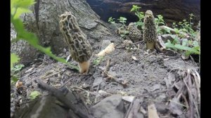 Как растут грибы. Сморчёк Конический.