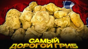 Российский ответ Пьемонту: белый трюфель найден