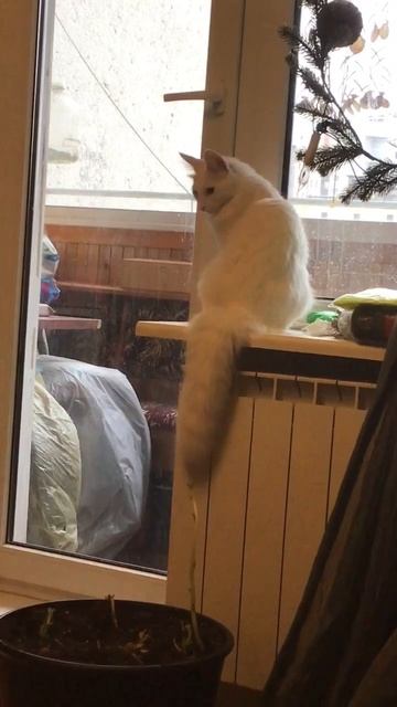 Санкт -Петербург. 04.11.2025. В гостях у Персика кошечка Шуанетта. Эпизод 3