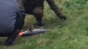 поимка осетра