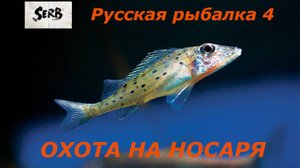 РУССКАЯ РЫБАЛКА 4 Охота на Ерша-Носаря #16