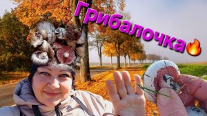 Грибалочка 🔥🍁🌳