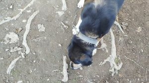 слопать кость за 8 секунд