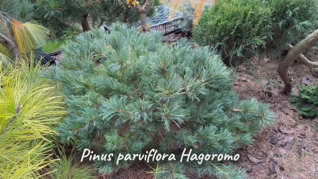 Pinus parviflora Hagoromo