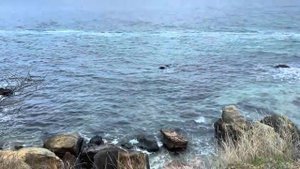 ОДЕССА 4 НОЯБРЯ 2025. БУРГЕРЫ ДЛЯ МАЛОРОСОВ. УСЛОВКА ЗА НОЖ В ТЦКАШНИКЕ. РАШИСТСЬКА ПЕДЕРАЦИЯ. (480p