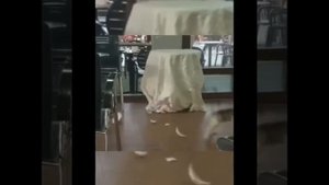 Видео от МЯУтаверс – как метавселенная, но с котами