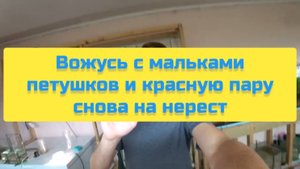 ВОЖУСЬ С МАЛЬКАМИ ПЕТУШКОВ И КРАСНУЮ ПАРУ СНОВА НА НЕРЕСТ