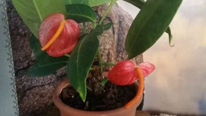 Антуриум - домашний красавчик. 💐Почему сохнут кончики листьев?