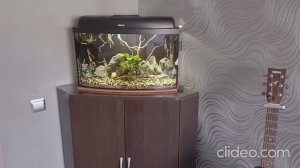 Мои аквариумы 04.11.2025г.