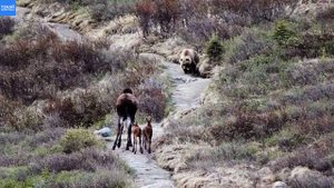 Лосиха защищает своих лосят от огромного бурого медведя
