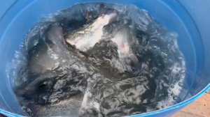 Навеска микс до 3+кг есть особи до 4 кг