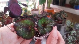 Излишки бегоний на 04.11.25.#комнатные растения ☘️☘️☘️