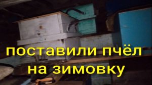 поставили пчёл на зимовку