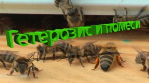 Кашковский о гетерозисе: от теории к практическому применению