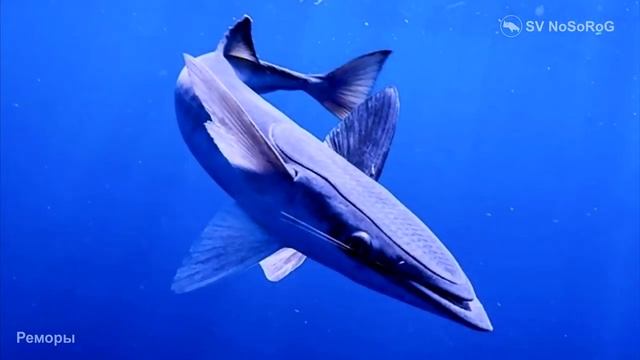 Как устроен диск для прилипания на голове Реморы (Shark sucker) — Remora remora (Linnaeus, 1758) ?