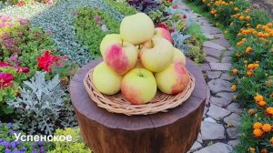 Яблочный натюрморт — 2025 (часть 3). Позднелетние сорта яблони в условиях Башкирии.