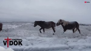 🐎 ЛОШАДИ НА МЕСТЕ ПОКОЯ… Что они чувствуют, стоя среди крестов?