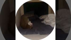 Дубль два нормально сделай