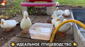 Идеальное птицеводство достойно восхищения 🐓🦆🦢🦚🦃🐔 эпизод (391)