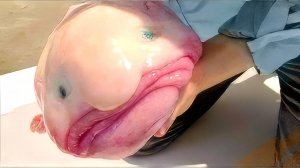 САМЫЕ ЖУТКИЕ МОРСКИЕ МОНСТРЫ