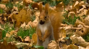 Закормили люди белочек