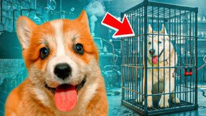 Я СПАС ХАСКИ БАНДИТА ИЗ ПЛЕНА!! Корги Коржик Говорящая собака