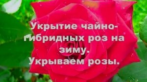 ЧАЙНО-ГИБРИДНЫЕ  РОЗЫ ОБРЕЗКА НА ЗИМУ И УКРЫТИЕ