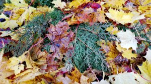 Сад РЕДКИХ ХВОЙНЫХ растений ПОДГОТОВКА К ЗИМЕ! Часть 2🔥2.11.2025Г #сад #дача #garden #хобби