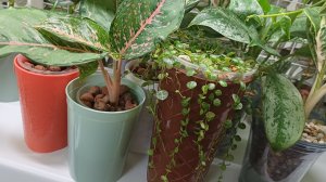 Комнатные растения❤️🪴Эстетика...растение...кашпо🤔🌿👍🌿😁 Небольшой обзор магазина "Фамилия💰