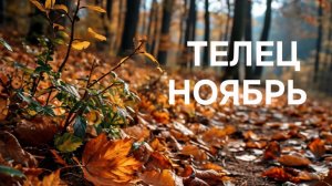 ТЕЛЕЦ. ТАРО ПРОГНОЗ НА НОЯБРЬ