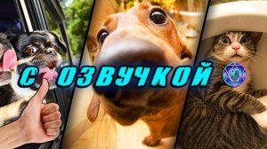 🔥 Приколы с котами! - С ОЗВУЧКОЙ! СМЕШНЫЕ КОТЫ! Самые смешные животные! Попробуй не засмеяться!