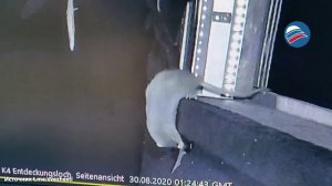 Серые крысы ловят и поедают летучих мышей