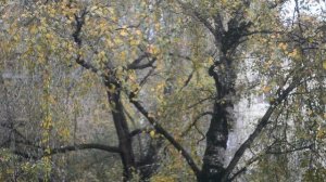 Осень. 14 октября 2025. Без звука 35681024915