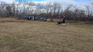 2.  выражено/пож АЛЛЕМО ХАУС ЕЛИЗАРА (Feyvorits Gods Vulkan – Аллемо Хаус Барби)