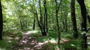 От дерева похожего на медведя с поднятым к верху лапами иду к дереву с старинными славянскими ульями