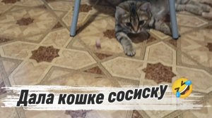 Дала кошке сосиску 🐈