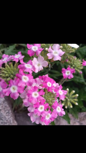 Пересадка черенков алиссума и хризантем🌹