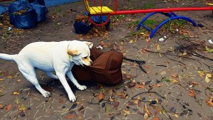 Симба не может оставить подушку в покое