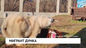 Мигрант Думка