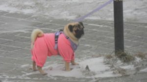 05.11.2025 метель