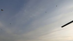 05.11.25 г. Андижанская порода голубей (1)