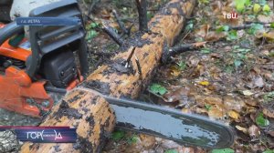 В лесах Москвы и Подмосковья проводят уборку перед зимним сезоном / Город новостей на ТВЦ