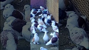 голуби Ломова