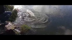 Светлые Горы Щука3 05.11.2025г.