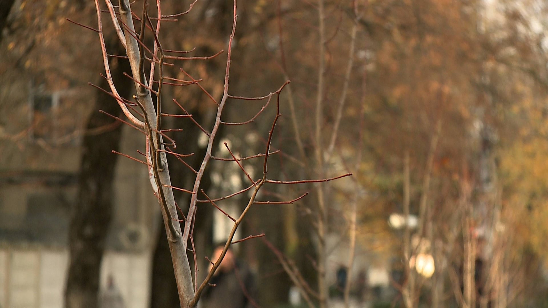 Более 700 новых деревьев высадили в Ставрополе смотреть онлайн