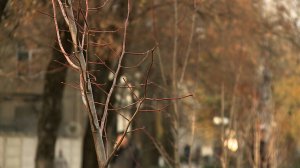 Более 700 новых деревьев высадили в Ставрополе