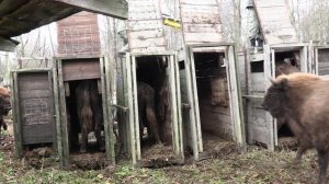 Выпуск зубров в Мордовский заповедник,2025