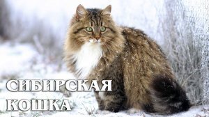 Сибирская Кошка: Северная Легенда | Интересные факты про сибирскую породу кошек