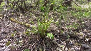 Макарова Ольга - Весна. Цапли и папоротники